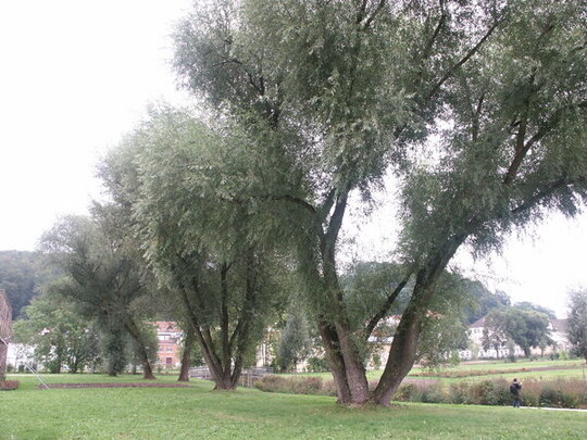 Alte Weiden tragen wesentlich zur Atmosphre im Park bei
