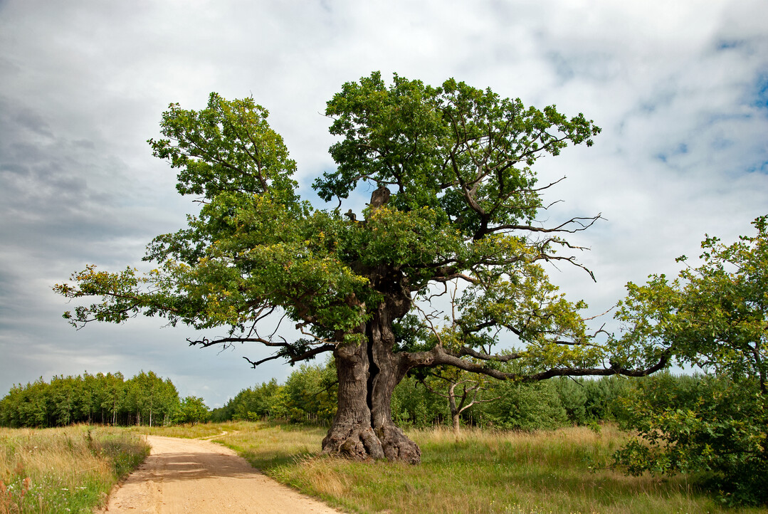 Europischer Baum des Jahres: Dunin-Eiche in Polen