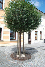 Steppen-Kirsche - Prunus fruticosa "Globosum"