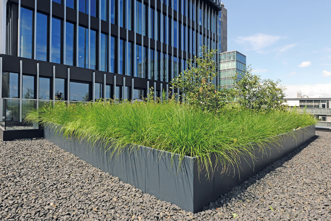 In den Pflanzsystemen auf den
hochgelegenen Terrassen
dominieren Grser als pflegeleichte
und robuste Bepflanzung.
