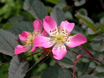 Rosa glauca<br>