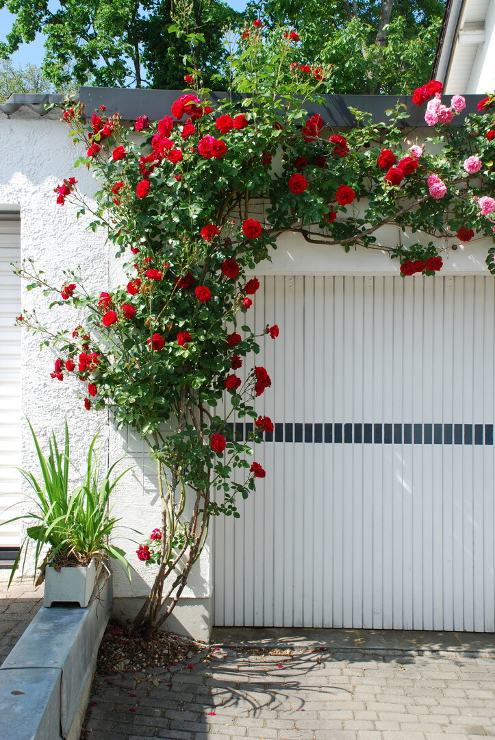 Kletterrosen (Rosa chinensis) sind Spreizklimmer. Sie brauchen Hilfen fr den vertikalen Aufstieg. In der Natur sind da Bume in der Stadt knnen das auch Treillagen/Rankgitter sein.