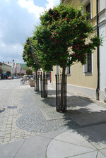 Rotdorn - Crataegus laevigata "Pauls Scarlett"