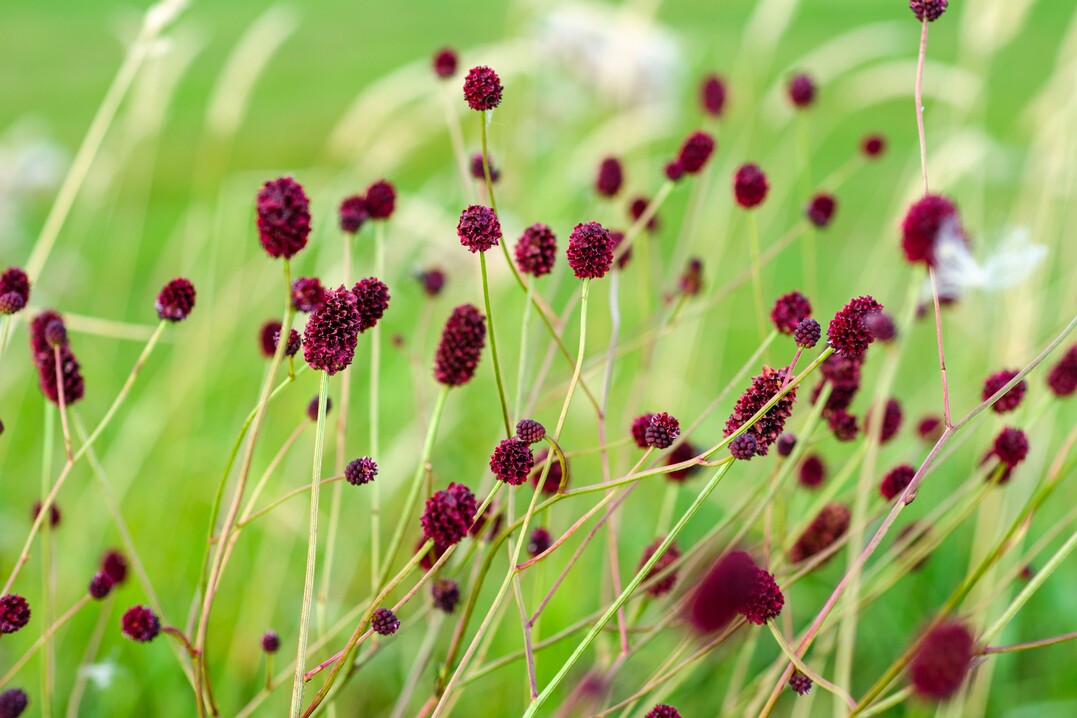 Sanguisorba officinalis, der Groe Wiesenknopf, gedeiht in extensiv bewirtschafteten Grnlandflchen, wie in Feuchtwiesen.