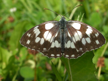 Schmetterlinge (im Bild: Schachbrettfalter (Melanargia Galathea)), Bienen und Schwebfliegen sind vom dramatischen Artenrckgang betroffen.