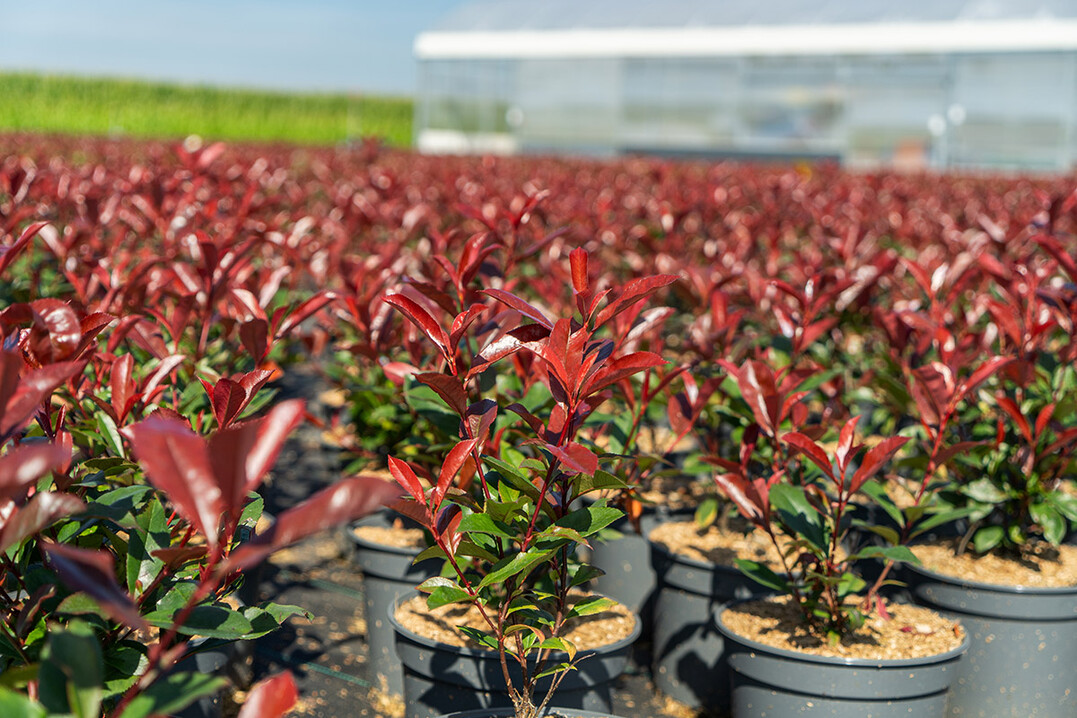 Photinia fraseri Devil"s Dream�