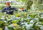 Der leichte Akku-Heckenschneider STIHL HLA 66 aus dem STIHL AP-System zeigt seine Stärken beim Rückschnitt von höheren Hecken und bei der Pflege von bodennahen Gehölzen.