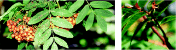 Links: Schadbild der Pockenmilbe an Sorbus aucuparia Rechts: An den Blattunterseiten treten beim Ebereschenrost hornartige Fruchtkrper hervor, die pinselartig zerschlitzt sind