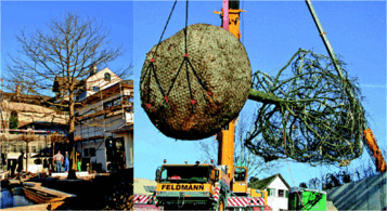 Hanglage und Bebauung machten die Pflanzung der 9m hohen Sumpf-Eiche zur Herausforderung (links): zwei Krne waren ntig (rechts), um den Grobaum in sein Pflanzloch zu befrdern