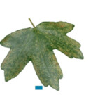 1 Feine Blattsprenkelungen durch Zikadenbefall