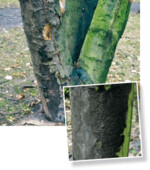 Schadbild der Rußrindenkrankheit: Abblätternde Borke und ein schwarzer, flächig auftretender rußartiger Belag