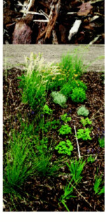 3 Für den direkten Vergleich wurde ein Beet mit Rindenmulch abgedeckt