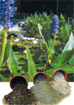 So sollte das Hechtkraut Pontederia cordata aussehen. Hier auf L&G-Substrat, richtig gedeckelt in einem Schwimm-teich der Kategorie 2, unten die drei Bestandteile des Systems: links Pflanzsubstrat, Mitte Dichtmaterial, rechts Schutzschicht