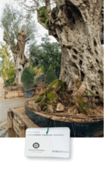 8 ... oder über 1 000-jährige Oliven mit schwindelerregenden Einzelpreisen. Sie kommen aus ganz Südeuropa.