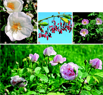 Statt eines 08/15-Sortiments fr die naturnahe Begrnung von Siedlungen eignen sich weniger bekannte heimische Gehlze we Rosa spinosissima (1), R. jundzilli (3), R. gallica (4) oder Berberis vulgaris (2)