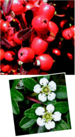 1 + 2 Im Detail alles andere als trostlos: Cotoneaster dammeri Anfang November (1) und Anfang Juni (2)