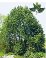 So groß sieht man sie selten: 20 Jahre alte Portugiesische Lorbeerkirsche (Prunus lusitanica), Triebspitze mit Blättern