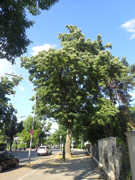 Altes und groes Exemplar von Tilia tomentosa (Knigsallee, Berlin)