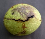 Äußere Befallsymptome der Walnussfluchtfliege