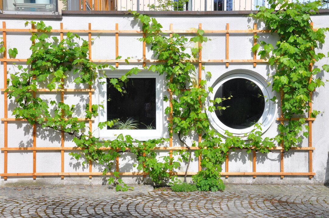 Die Weinrebe ist eine Rankpflanze. Hinter so einem Spalier lsst sie sich gut ziehen, braucht aber Pflege. Ein Weinspalier bringt sdliche Atmosphre in jeden Winkel.