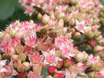 Hylotelephium "Matrona"