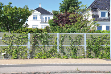 Schallschutzzaun mit Begrnung.