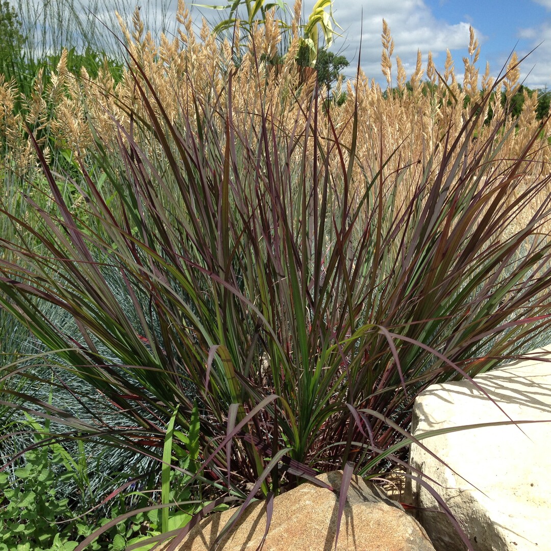 Andropogon gerardii "Darkhawks" BLACKHAWKS