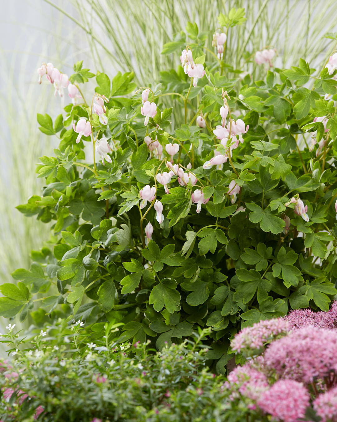 Dicentra spectabilis "Cupid"