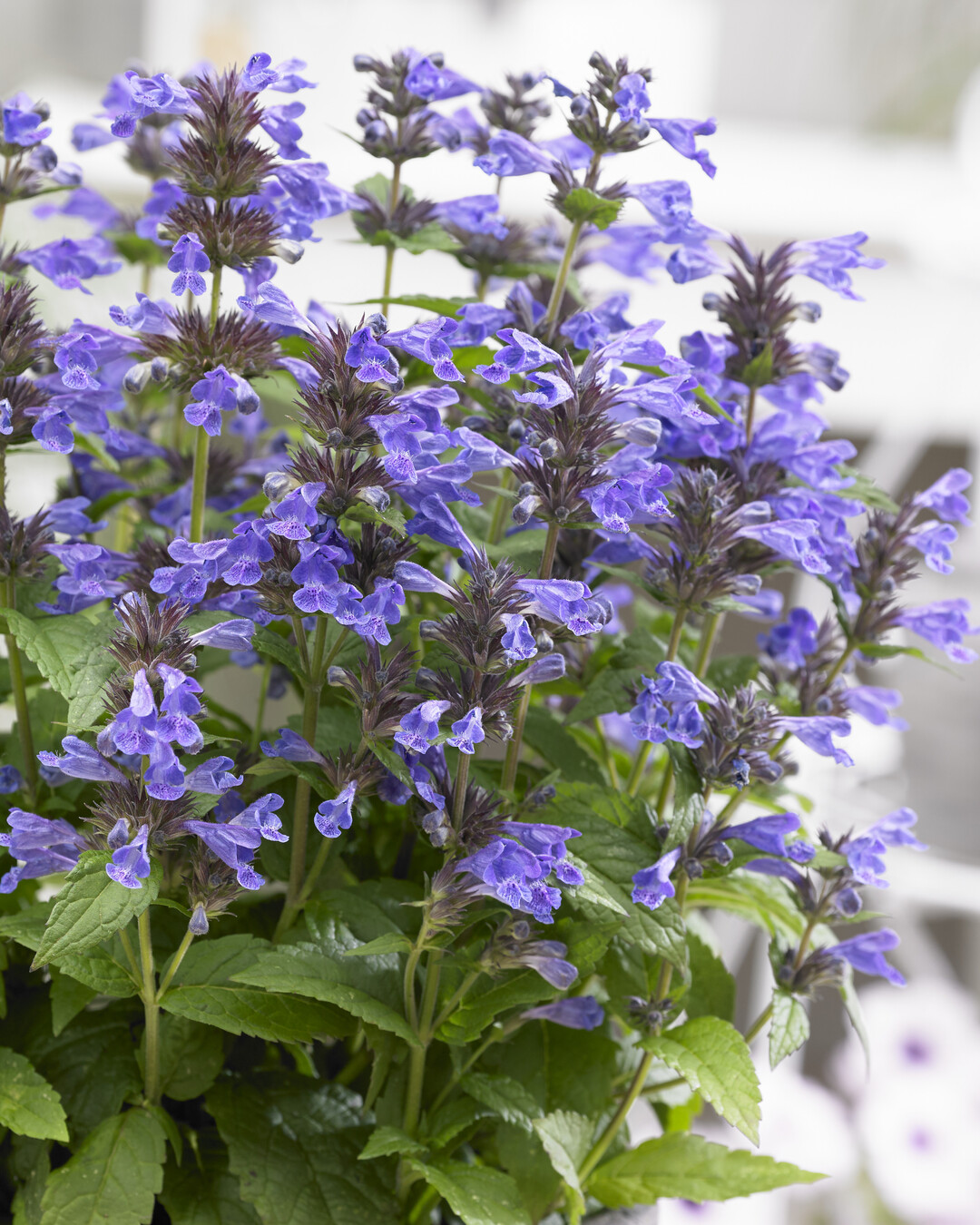 Nepeta "Bokratune Neptune