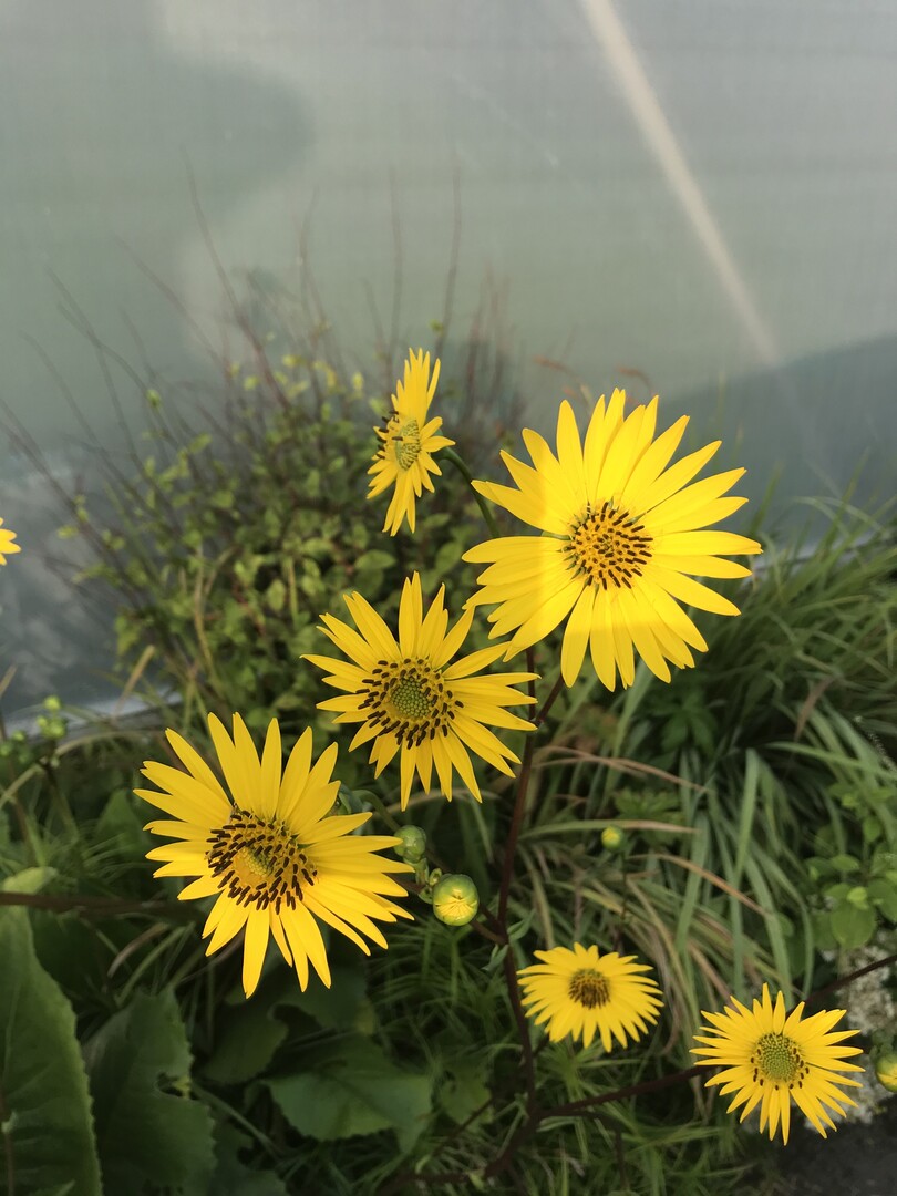 Silphium terebinthinaceum "Moa Ven Toh" 